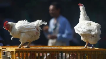 انخفاض أسعار الفراخ يعاكس ارتفاع البنزين والبيض يصل إلى 150 جنيهًا في السوق اليوم